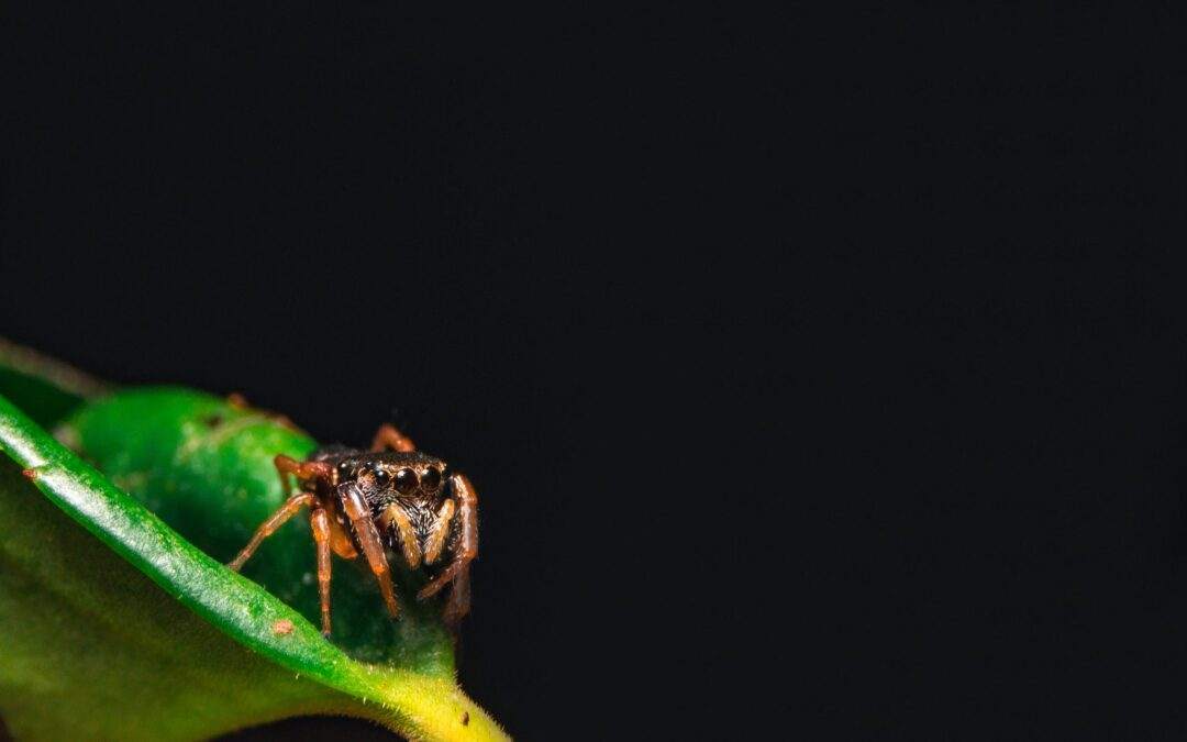 ASWP – When to Trust Your Gut Over the Data: How Cultural Conformity Shapes User Preferences